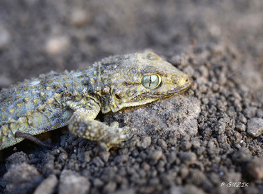 MISE A  JOUR  en cours