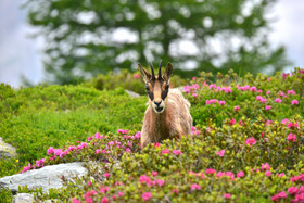 FAUNE & ANIMAUX