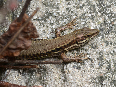 MISE A  JOUR  en cours