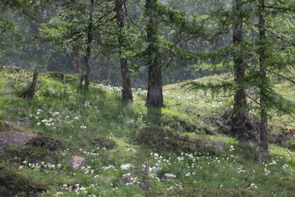 montagne haute alpes ,queyras, mercantour,alpes de haute provence,alpes maritime