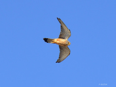 MISE A  JOUR  en cours