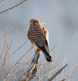 faune calanque faucon