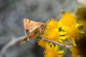 ref-faune-calanque-insecte-7450.jpg