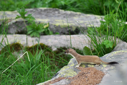 MISE A  JOUR  en cours