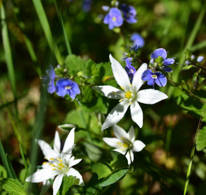 Photo de la sainte baume