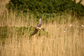 ventout-faune-2840.jpg