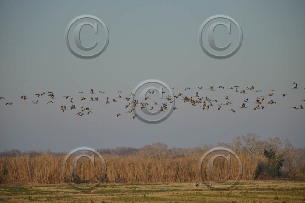 cam_2313-copie.jpg