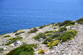 ref-faune-calanque-flore-6135.jpg