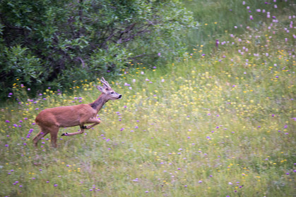 faune animaux montagne haute alpes ,queyras, mercantour,alpes de haute provence,alpes maritime