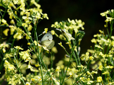 MISE A  JOUR  en cours