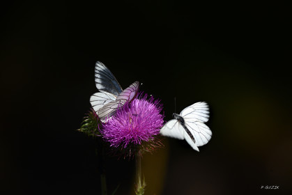 MISE A  JOUR  en cours