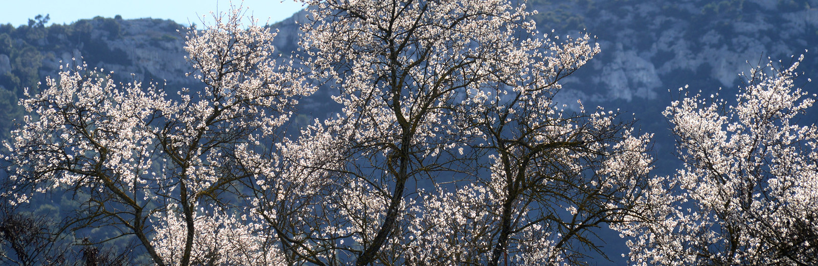 Photo de la sainte baume