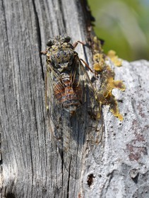 MISE A  JOUR  en cours