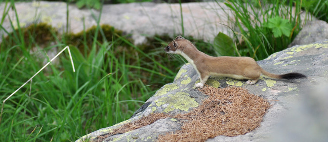 MISE A  JOUR  en cours