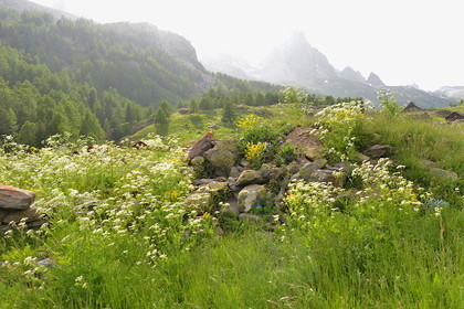 DANS LES ALPES DU SUD  , LE QUEYRAS