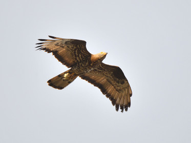 MISE A  JOUR  en cours