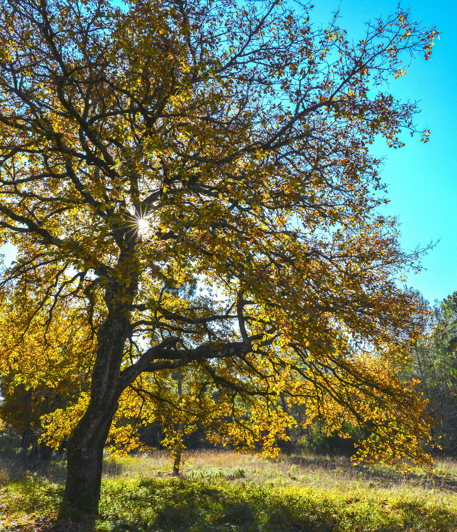 Cathédrale La Major