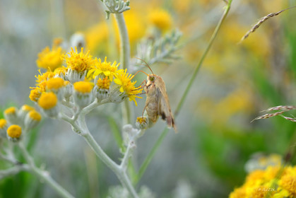 MISE A  JOUR  en cours