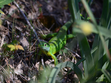 MISE A  JOUR  en cours