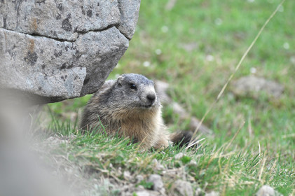 MISE A  JOUR  en cours