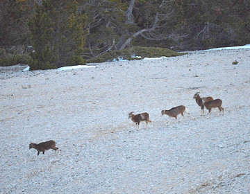 MOUFLONS  VENTOUX