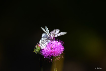 MISE A  JOUR  en cours