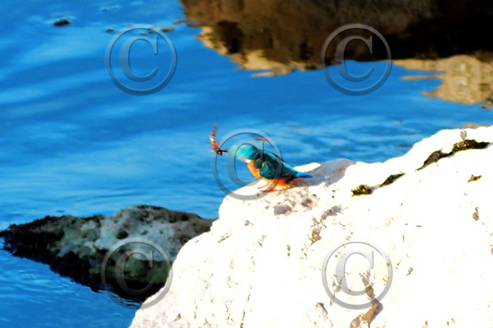 novrmbre-dans-les-calanques-calanque-martin-pecheur-n-034.jpg