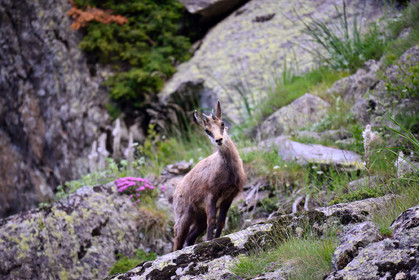 faune animaux montagne haute alpes ,queyras, mercantour,alpes de haute provence,alpes maritime