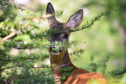 faune animaux montagne haute alpes ,queyras, mercantour,alpes de haute provence,alpes maritime