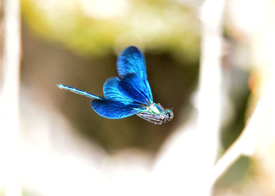 Photo de la sainte baume