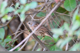 faune-calanque-oiseau-accenteur-alpin-094.jpg