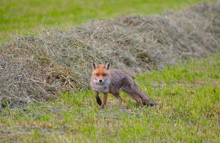 DANS LES ALPES DU SUD  , LE QUEYRAS