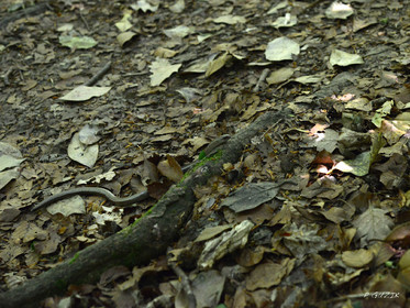 MISE A  JOUR  en cours