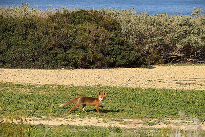 renard  des calanques