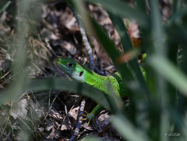 MISE A  JOUR  en cours