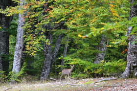 ventout-faune-2933.jpg