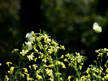 MISE A  JOUR  en cours