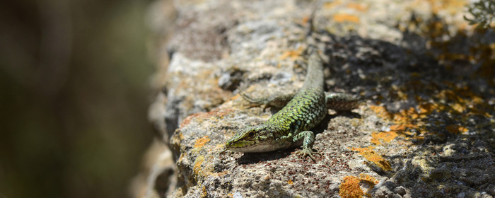 MISE A  JOUR  en cours