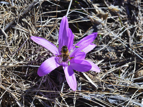 abeille-haute-alpes-de-provence-bouquetin-205.jpg