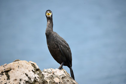 MISE A  JOUR  en cours