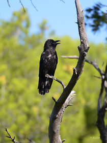 MISE A  JOUR  en cours