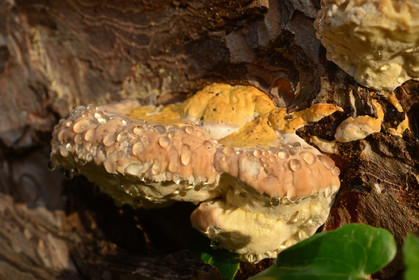 MISE A  JOUR  en cours