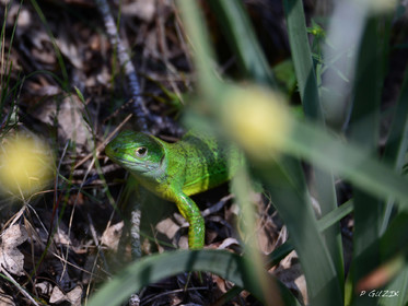 MISE A  JOUR  en cours