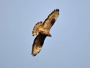 MISE A  JOUR  en cours