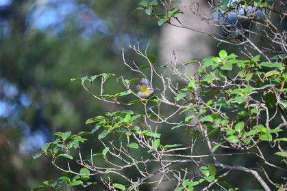 MISE A  JOUR  en cours