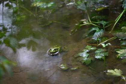 Photo de la sainte baume