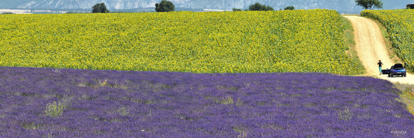 Selection format 20X60 cm