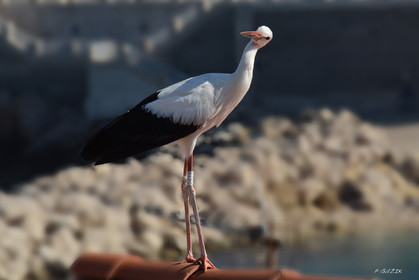 MISE A  JOUR  en cours