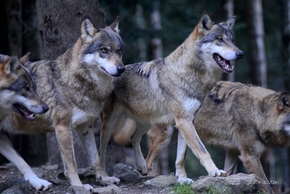 MISE A  JOUR  en cours