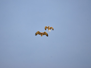 MISE A  JOUR  en cours